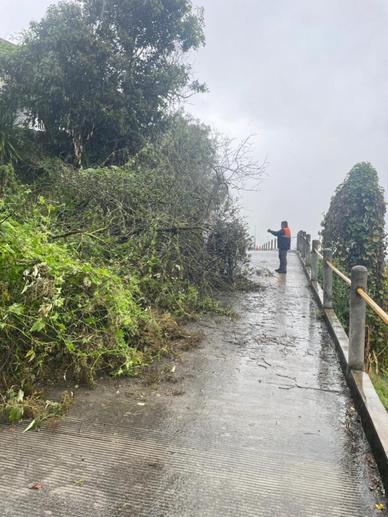 LIBERAN CALLE 5 DE MAYO, TRAS CAÍDA DE ÁRBOL
