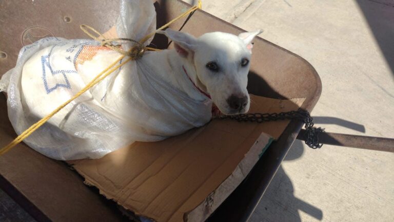 ESTERILIZAR POR AMOR A NUESTROS ANIMALITOS