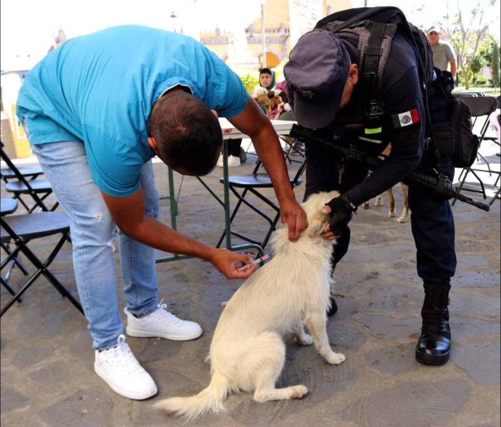 JORNADA EXTRAORDINARIA DE VACUNACIÓN CANINA Y FELINA EN TEZIUTLÁN