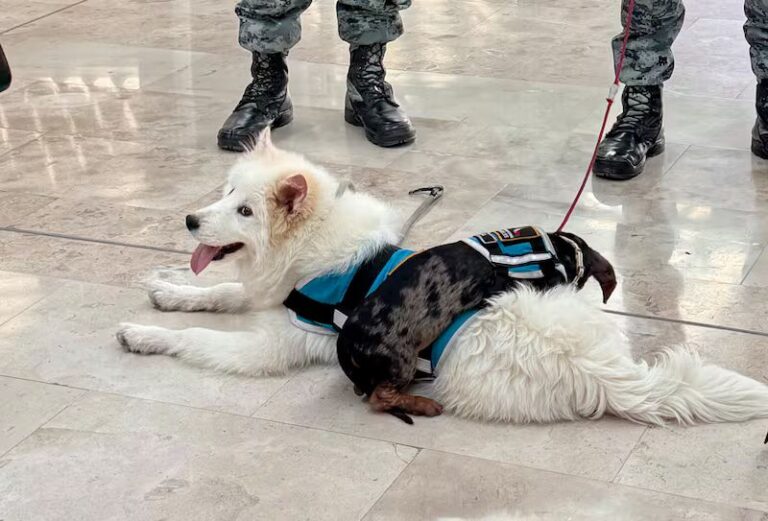 Perritos de apoyo emocional en el AIFA