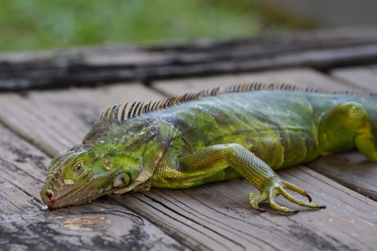 Los frentes fríos de Florida provocan la caída de iguanas