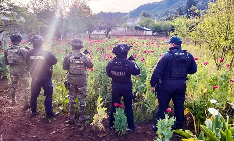 ASEGURAN PLANTÍO DE AMAPOLA EN ATEMPAN TRAS OPERATIVO CONJUNTO