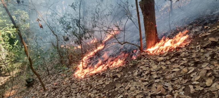 LIQUIDAN INCENDIO FORESTAL EN EL CERRO DE CRISTO REY