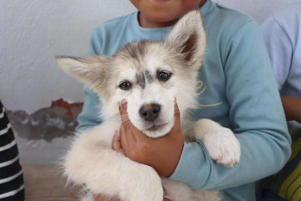 Suman 37 jornadas de esterilizaciones caninas y felinas en Xiutetelco