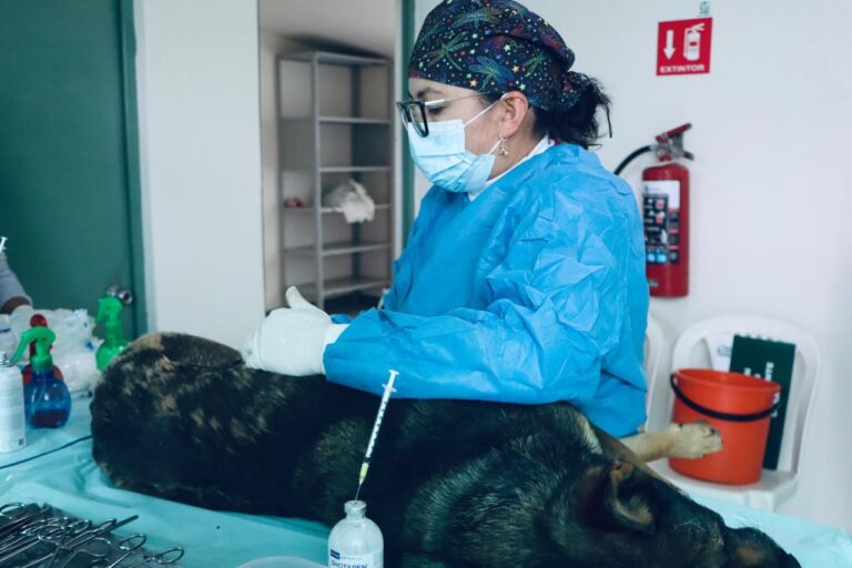 Realizan jornadas 34 y 35 de esterilización gratuita en dos localidades de Xiutetelco