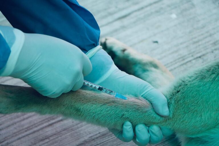 BIOANIMAL VENTURE TENDRÁ VACUNACIÓN CANINA Y FELINA