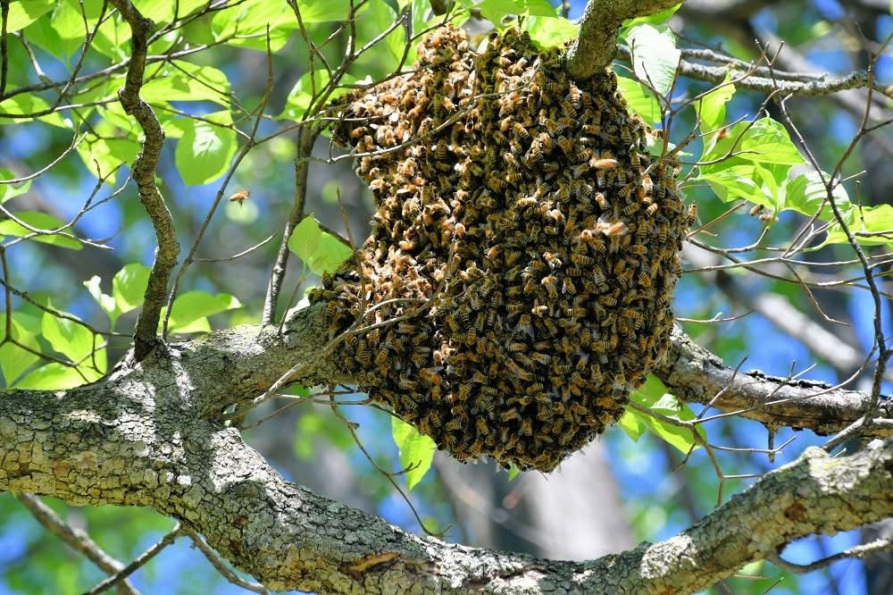 Protección Civil de Teziutlán advierte sobre presencia de abejas y avispas