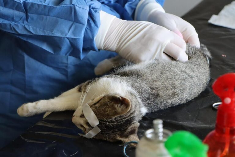 PATITAS DE AMOR CONVOCA A NUEVA JORNADA DE ESTERILIZACIÓN CANINA Y FELINA