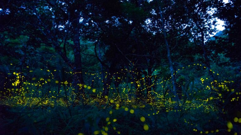 Científicos alertan por disminución de luciérnagas; contaminación y luces artificiales las ponen en riesgo
