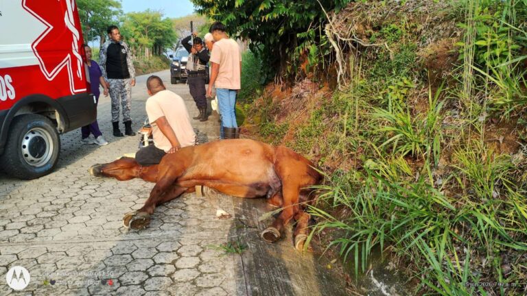 CUESTIONAN ACTUACIÓN DE AUTORIDADES DE HUEYTAMALCO Y ESTATALES, EN CASO DE CABALLO HERIDO