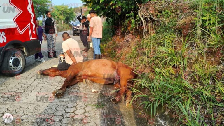 Fiscalía defiende actuación por bienestar animal, pero persisten cuestionamientos por la prolongada agonía del caballo