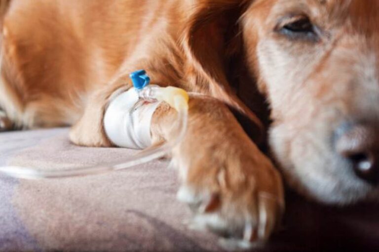 ALERTAN POR AUMENTO DE CASOS DE MOQUILLO CANINO EN TEZIUTLÁN