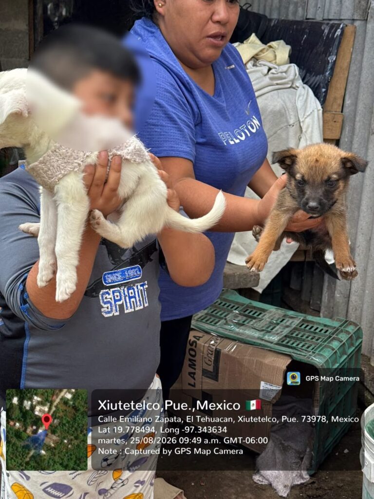 TRES CACHORROS SON RESCATADOS Y ADOPTADOS EN XIUTETELCO