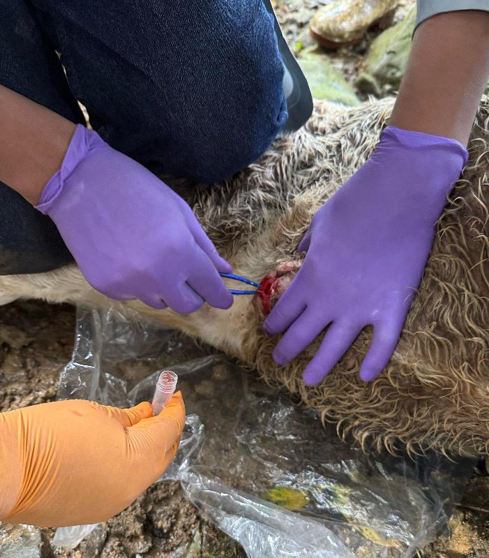 GUSANO BARRENADOR AVANZA EN PERROS Y ANIMALES DE TRASPATIO
