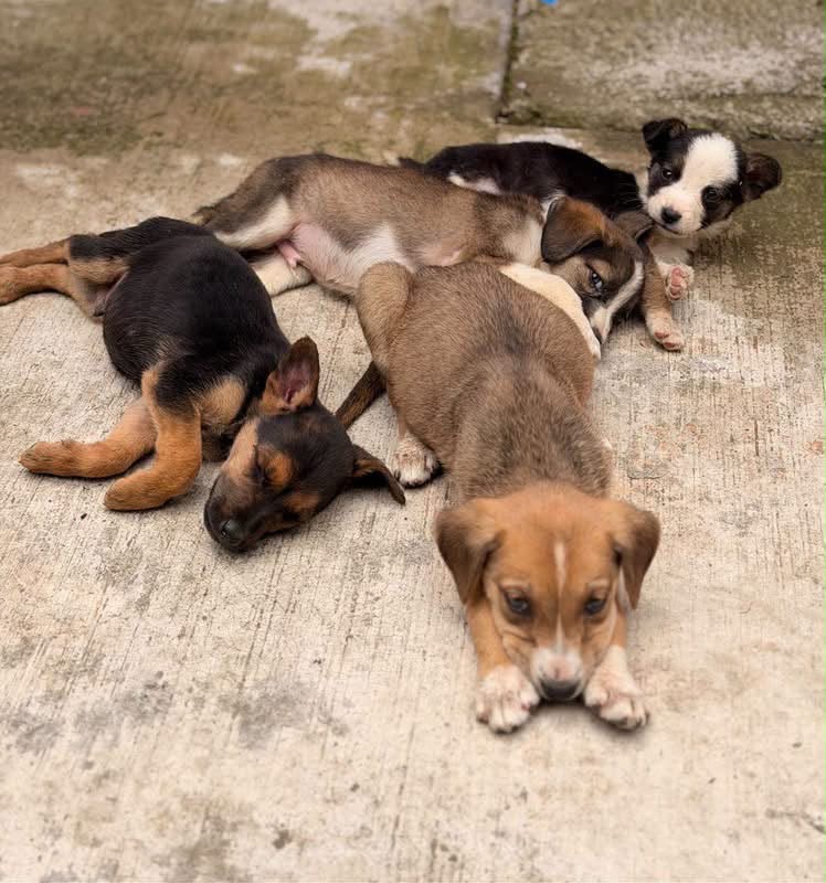 HOY ES DÍA DEL PERRO ADOPTADO